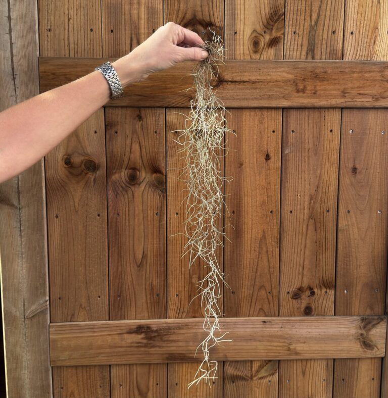Tillandsia usneoides pieni nippu