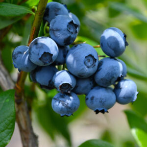 Vaccinium corymbosum "Toro"