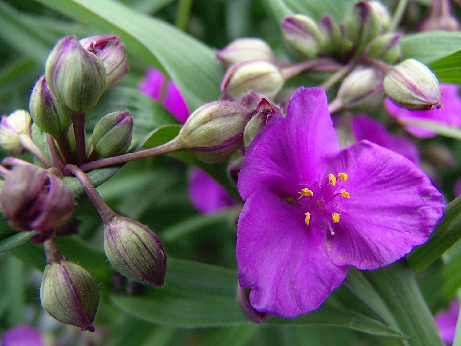 Tradescantia × andersoniana "Concord Grape"
