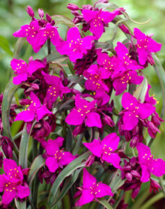 Tradescantia × andersoniana "Red Grape"