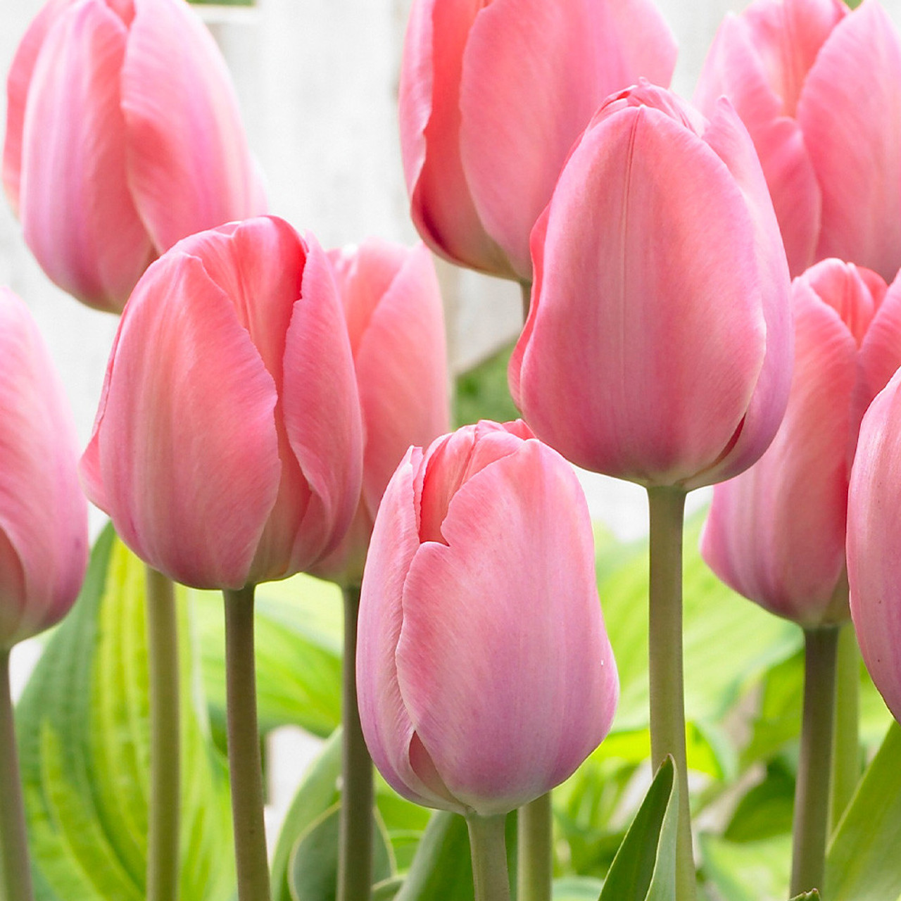 Tulipa "Mystic van Eijk"