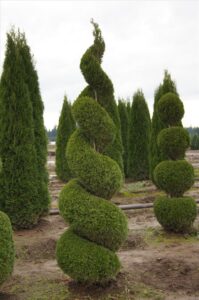 Thuja occidentalis "Smaragd" - +/- 1 m plant height