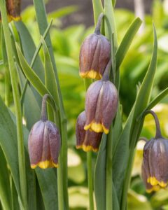 Fritillaria Uva Vulpis