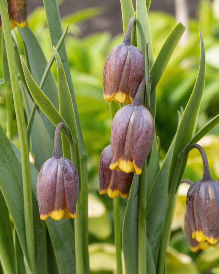 Fritillaria Uva Vulpis