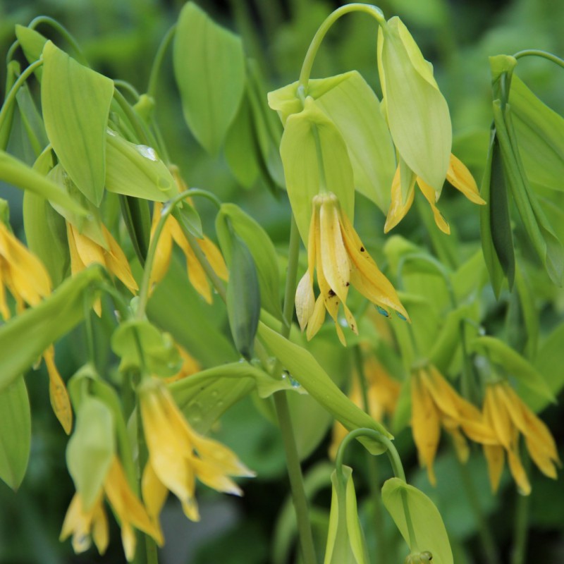 Uvularia grandiflora "Pallida"