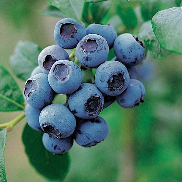 Vaccinium corymbosum "Blue Crop"