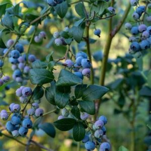 Vaccinium corymbosum "Bluejay"