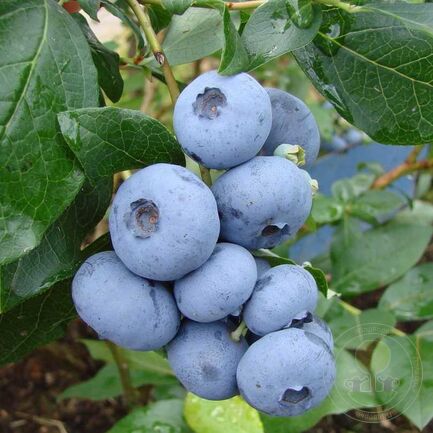 Vaccinium corymbosum "Bonus"