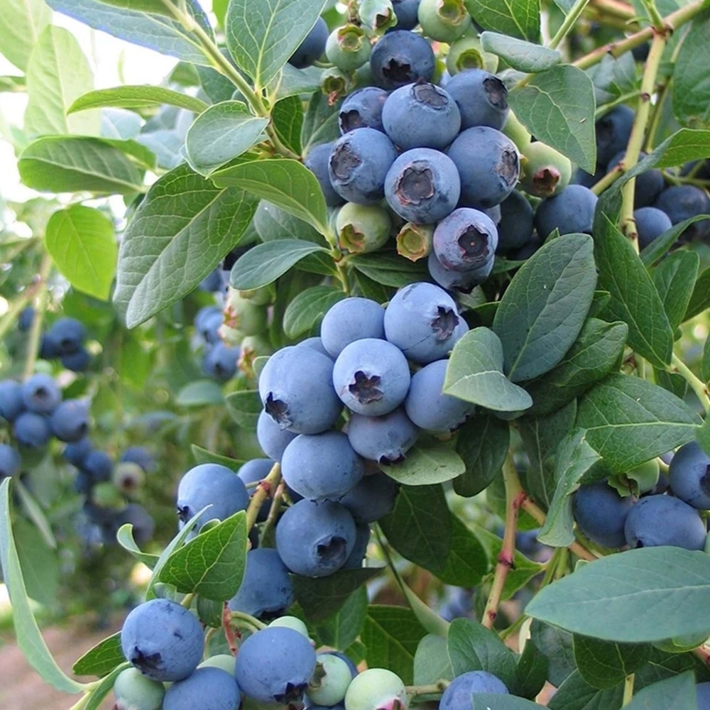 Vaccinium corymbosum "Colour Bells Blue"