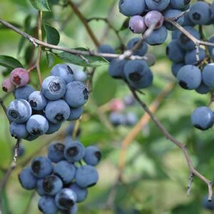 Vaccinium corymbosum "Duke"