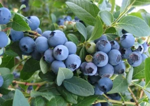 Vaccinium corymbosum "Elizabeth"