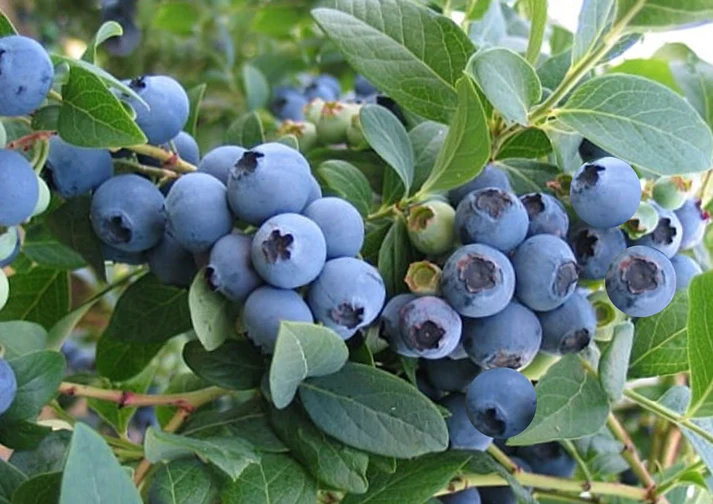 Vaccinium corymbosum "Elizabeth"