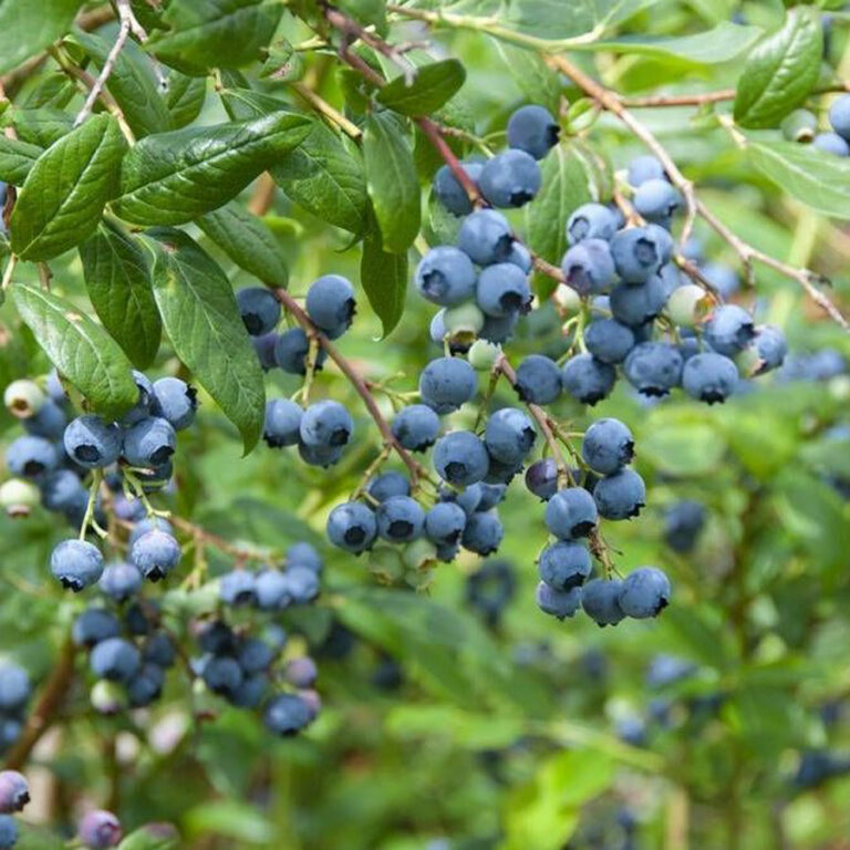 Голубика высокорослая "Elliot" (Vaccinium corymbosum "Elliot")