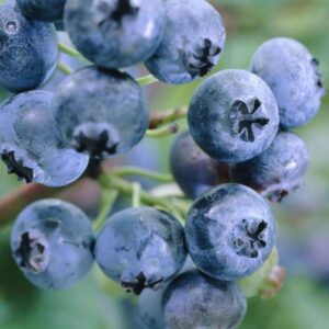 Vaccinium corymbosum "Emblue"