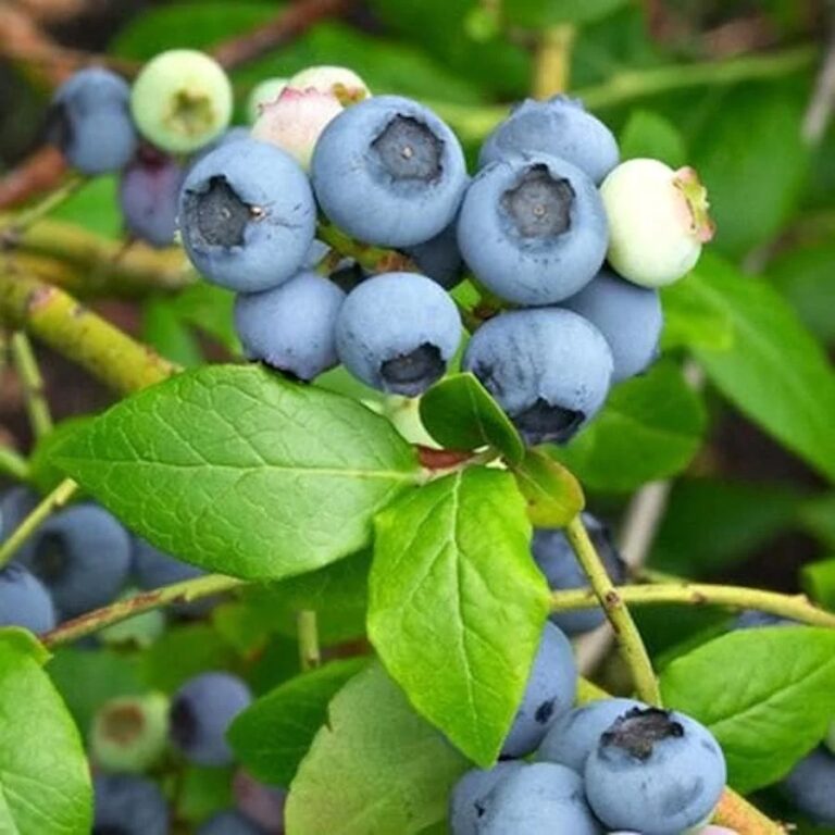 Vaccinium corymbosum "Northland"