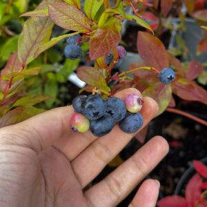 Vaccinium corymbosum "Patriot"