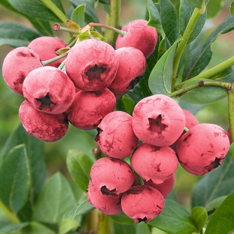 Vaccinium corymbosum "Pink Lemonade"