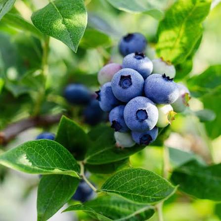 Vaccinium corymbosum "Nelson"
