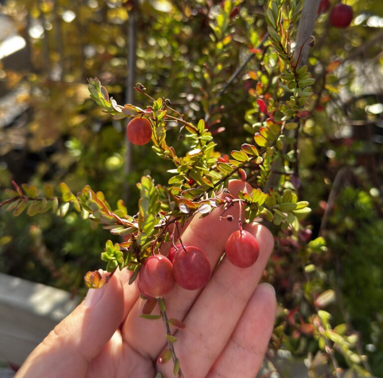 Vaccinium macrocarpon "Early Black"