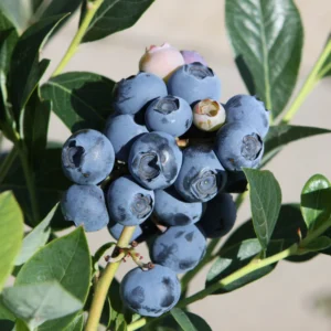 Vaccinium corymbosum "Reka"