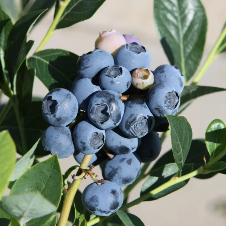 Vaccinium corymbosum "Reka"