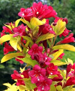 Weigela florida "Olympiade"