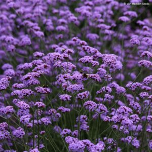 Verbena bonariensis