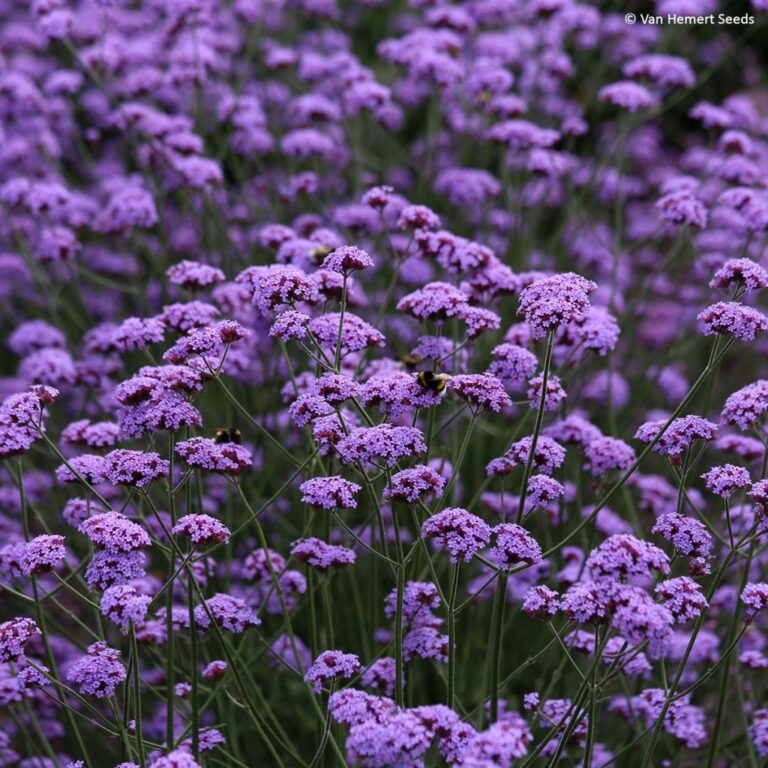 Verbena bonariensis