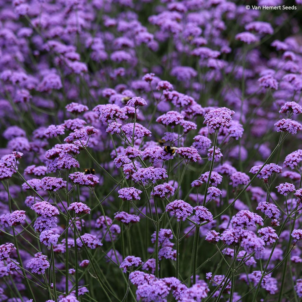 Verbena bonariensis