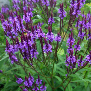 Verbena hastata