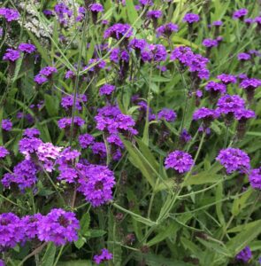 Вербена жёсткая (Verbena rigida)