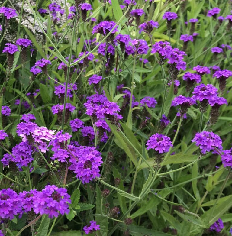 Verbena rigida
