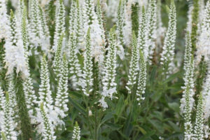 Veronica spicata "Alba"