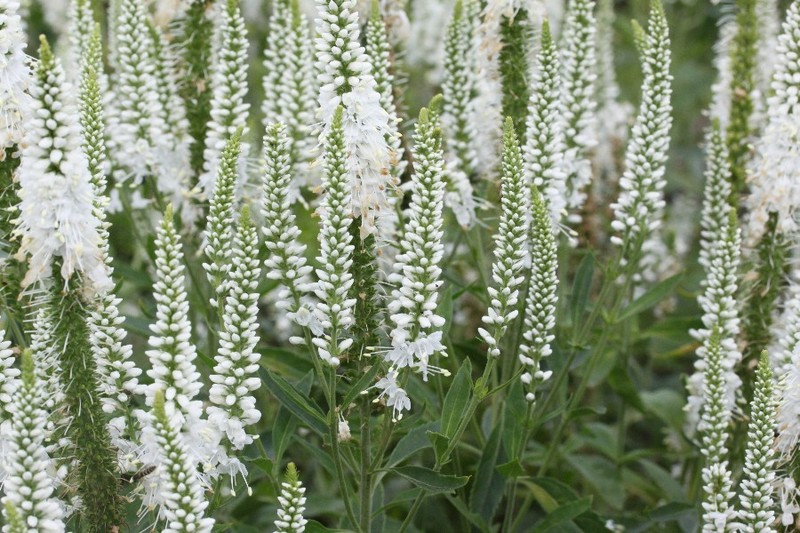 Veronica spicata "Alba"