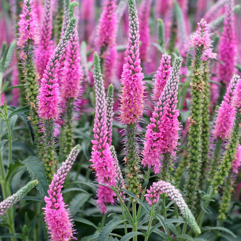 Veronica spicata "Anniversary New Rose", 9 cm pods