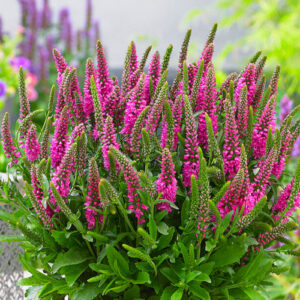 Veronica spicata "Heidekind"