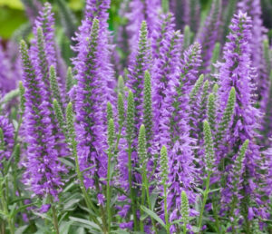 Veronica spicata "Nana Blauteppich"