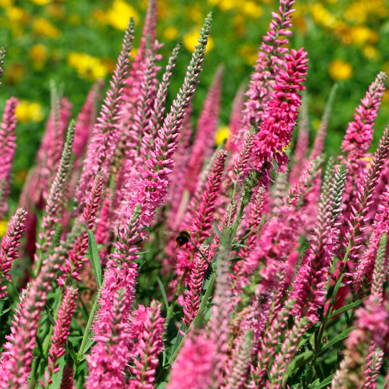 Veronica spicata "Rosa Zwerg" 12 cm ruukku