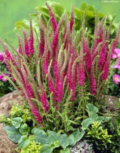 Veronica spicata "Rotfuchs" P9 pott