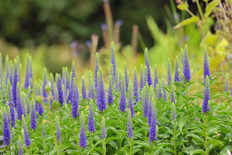 Veronica spicata 15 cm pot