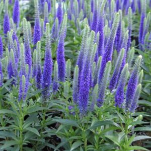 Veronica spicata "Ulster Dwarf Blue"
