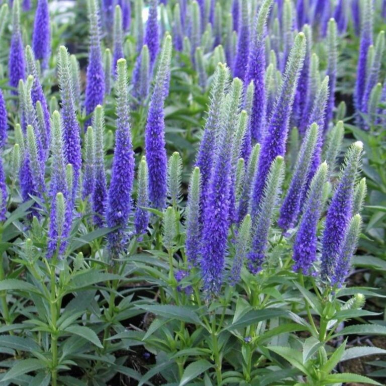 Veronica spicata "Ulster Dwarf Blue"
