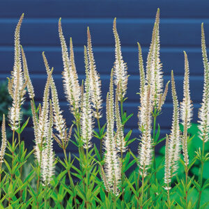 Veronicastrum virginicum "Album" 12 cm pott