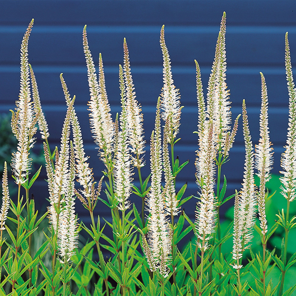 Veronicastrum virginicum "Album" 12 cm pods