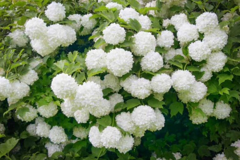 Viburnum opulus "Roseum"