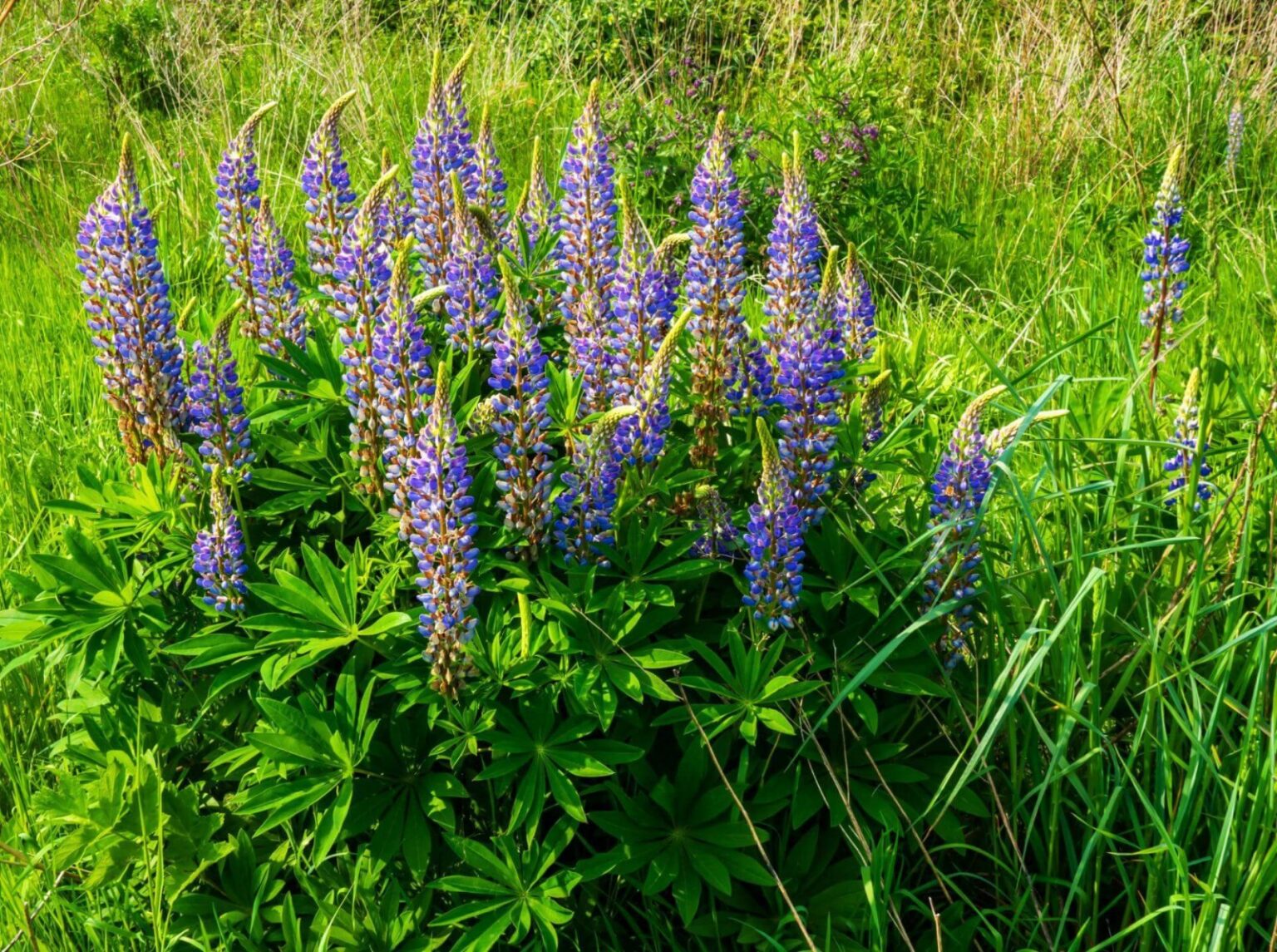 Lupinus polyphyllus