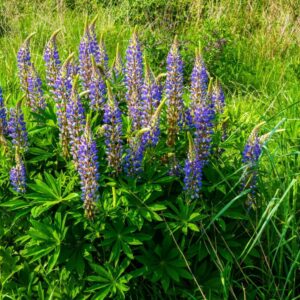 Lupinus polyphyllus (1)