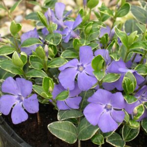 Vinca minor "Blue and Gold"