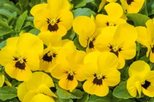 Виола рогатая Petit Yellow / Blotch Early