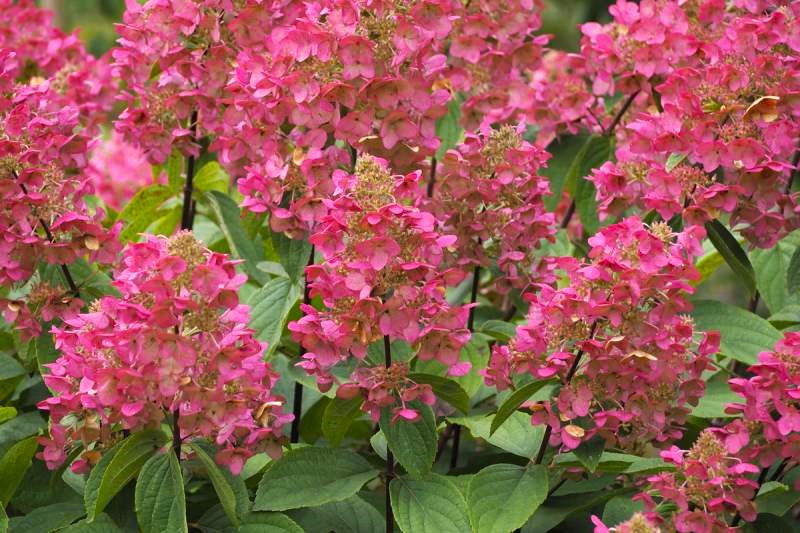 Hydrangea paniculata "Mega Mindy"